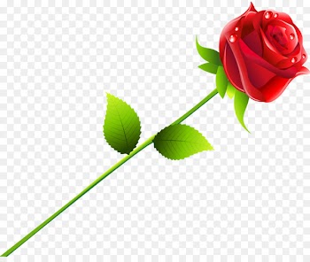 Beach rose Red - rose vector 