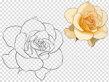 Beach rose Rosa chinensis Watercolor painting Illustration, Hand drawn Rose transparent background PNG clipart
