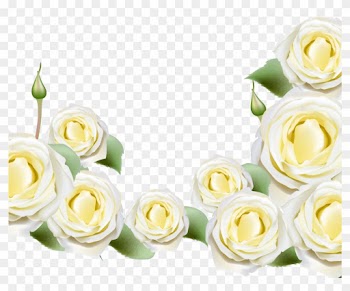 Beach Rose Rosa Glauca Flower Illustration - Garden Roses