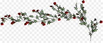 Beach rose Vine - Rose Vine 