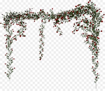 Beach rose Vine - Rose Vine 