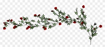 Beach Rose Vine - Rose Vine Transparent