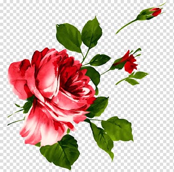 Beach rose Watercolor painting Adidas, watercolor peony transparent background PNG clipart