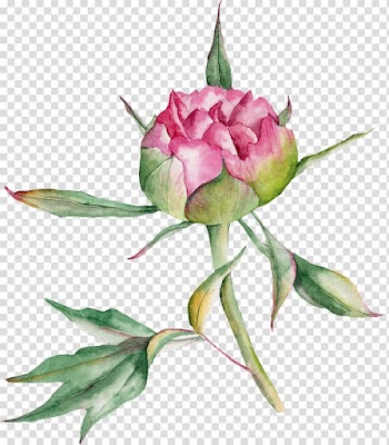 Beach rose Watercolor painting Drawing, Watercolor Rose transparent background PNG clipart