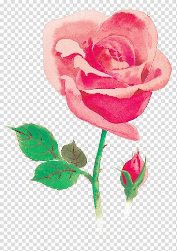 Beach rose Watercolor painting Red Flower, painting transparent background PNG clipart