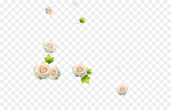 Beach rose White Download - White Rose 