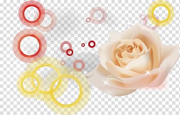 Beach rose White Pink, White roses transparent background PNG clipart