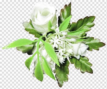 Beach rose, White roses transparent background PNG clipart