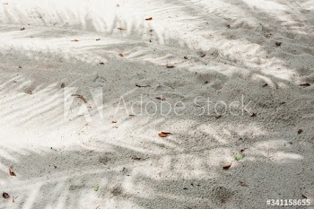 Beach sand with palm leaves shadow