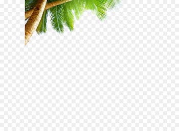 Beach Sea Sky AliExpress Wallpaper - coconut tree 