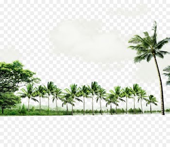 Beach Seaside resort Download - Green atmosphere coconut tree border texture 