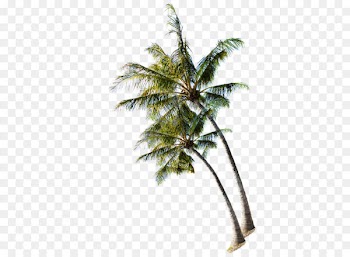Beach Tree Coconut - Coconut tree on the summer beach 