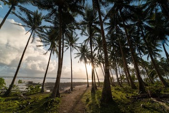 Beach With Coconut Trees