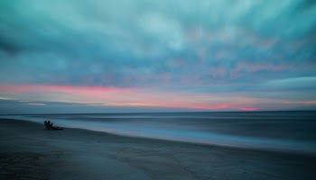 beach with drift wood
