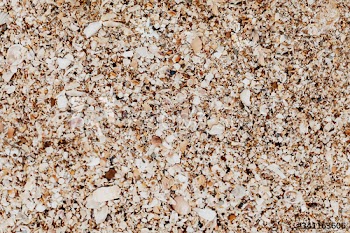 Beach with seashells