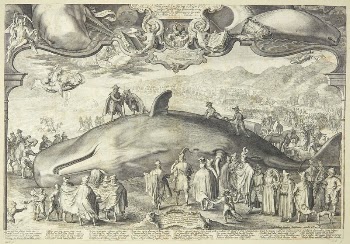 Beached whale near Beverwijk attended | Free Photo - rawpixel