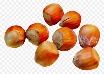 Bead Hazelnut -  