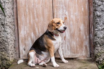 Beagle Beside Door