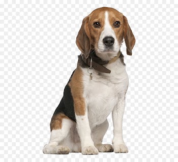 Beagle Chihuahua Pet sitting Dog walking - Do not catch the tongue of the dog 