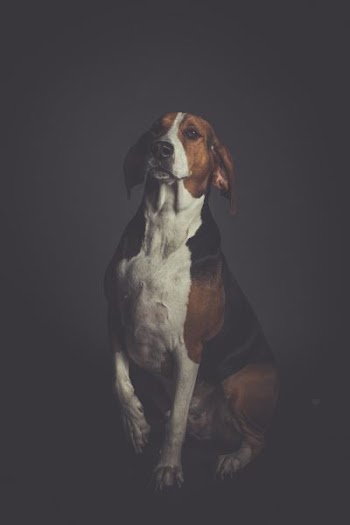 beagle dog lying on floor