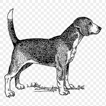 Beagle dog png drawing sticker | Free PNG - rawpixel