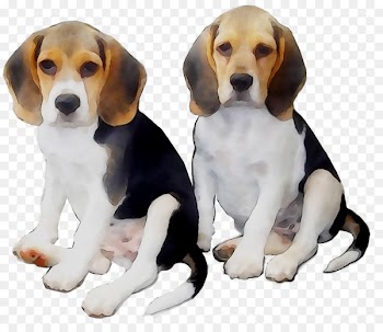 Beagle English Foxhound American Foxhound Harrier Hamilton Hound -  