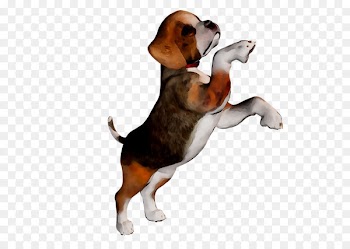 Beagle English Foxhound Harrier Finnish Hound Hamilton Hound -  