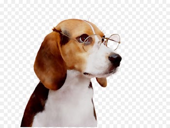 Beagle English Foxhound Harrier Treeing Walker Coonhound Puppy -  