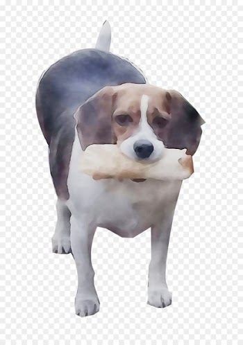 Beagle English Foxhound Treeing Walker Coonhound Harrier Dog breed -  