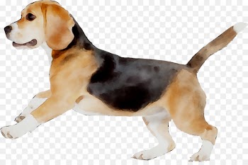 Beagle-Harrier Beagle-Harrier English Foxhound American Foxhound -  