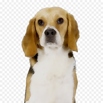 Beagle-Harrier Beagle-Harrier English Foxhound Finnish Hound -  
