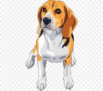 Beagle Jack Russell Terrier Dog breed - dog 