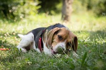 Beagle Lying on Green Grass Field