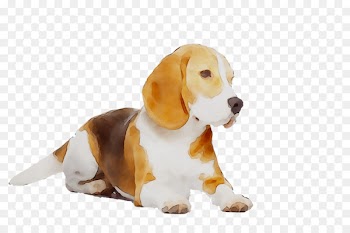 Beagle Puppy Dog breed Companion dog Hound -  