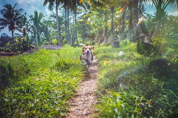 Beagle Running Between Grasses
