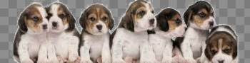 Beagle Transparent Background PNG