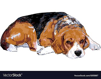 Beagle vector image
