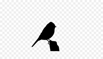 Beak American Sparrows Fauna Font Silhouette -  