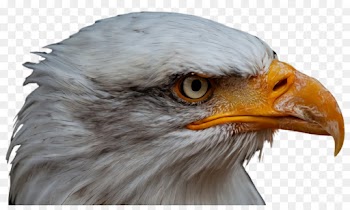 beak bird eagle bald eagle bird of prey