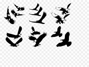 Beak Bird of prey Clip art Fauna - chinese fat birds 