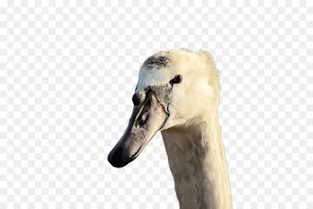 beak bird swan water bird ducks, geese and swans