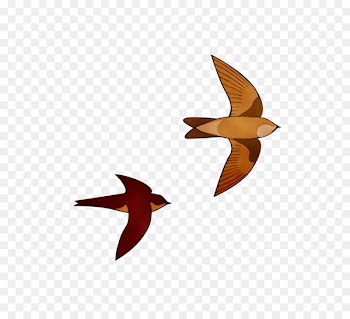 Beak Bird Swifts Family Species -  