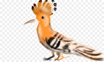 Beak Bird The Art of Painting Eurasian hoopoe - bird 