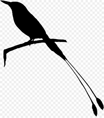 Beak Clip art Fauna Feather Silhouette -  