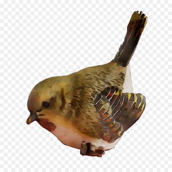 Beak Fauna Feather -  