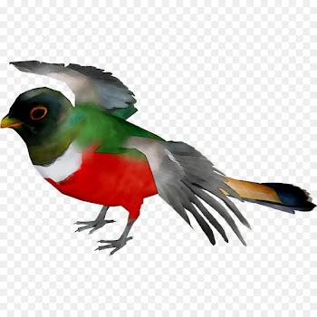 Beak Fauna Feather Cuckoos -  