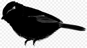 Beak Feather -  