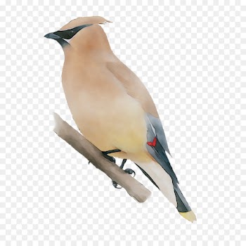 Beak Finches Fauna Neck Feather -  