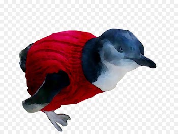 Beak Flightless bird Feather Fauna -  