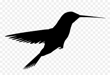 Beak, Hummingbird, Black White M, Bird PNG